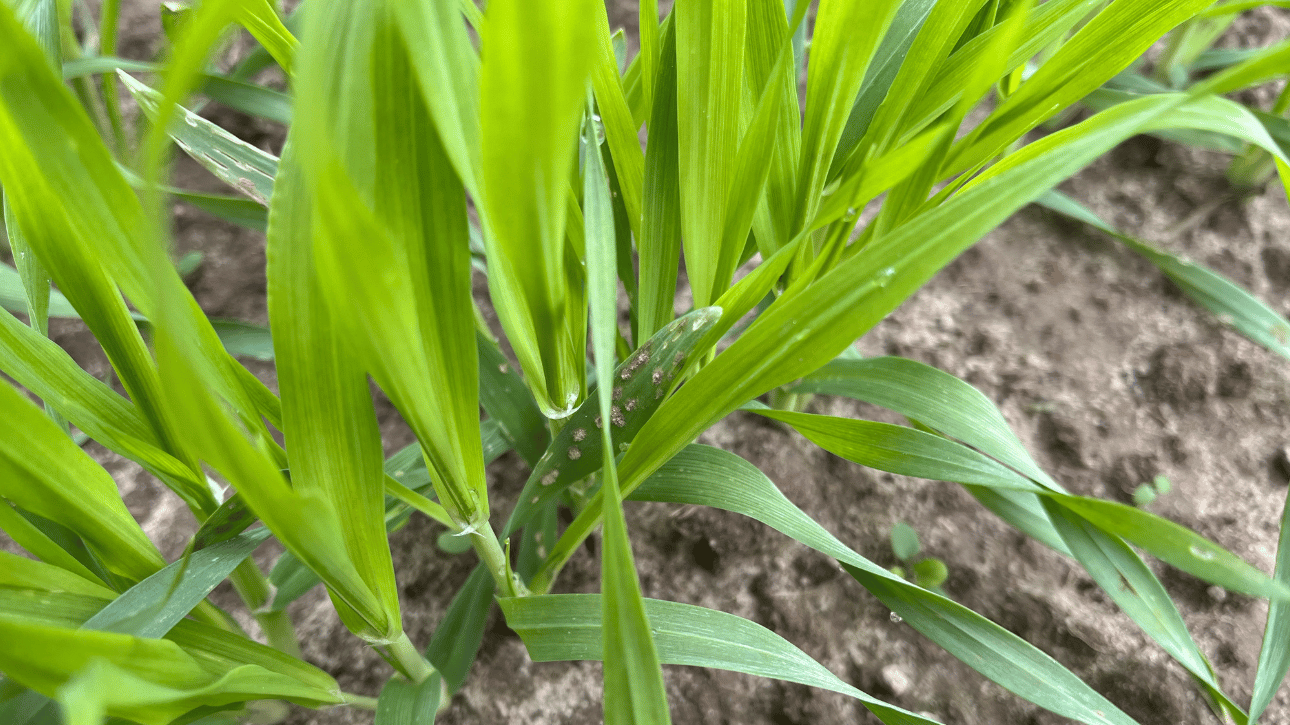 Ocena presji agrofagów